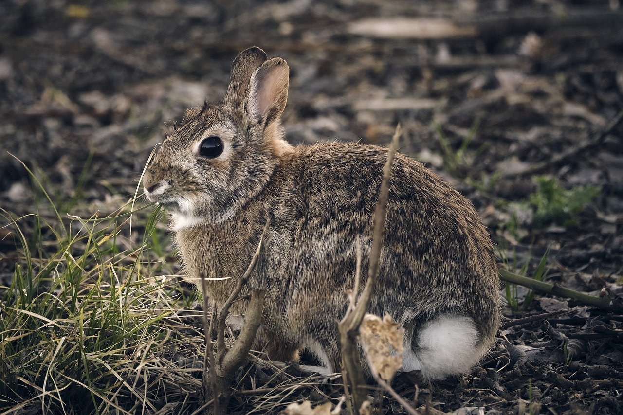 How to Create a Balanced Diet for Your Rabbit